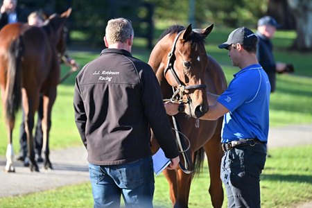 A potential buyer inspects a yearling at the Inglis Gold Yearling Sale