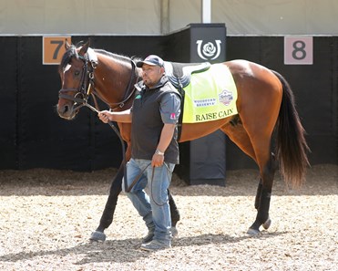 Raise Cain - Horse Profile - BloodHorse