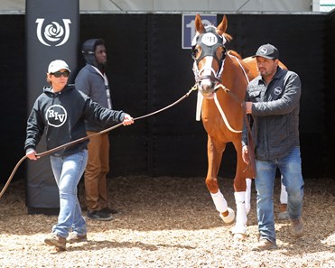 Phil Paddock Two Phil's - Horse Profile - BloodHorse