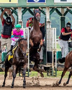 Aligned Interest rears in the gate at Louisiana Downs