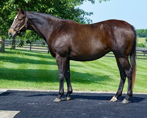 Wanamaker's June Sale Catalog Now Available Online - BloodHorse
