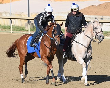 Red Route One Horse Profile BloodHorse