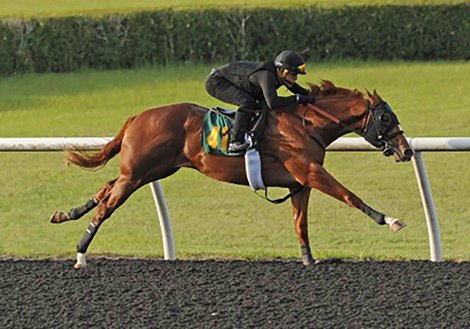 Ocala Breeders' June Under Tack Shows Speed Early - Vimarsana News