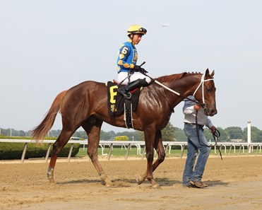 Gold Sweep Horse Profile BloodHorse