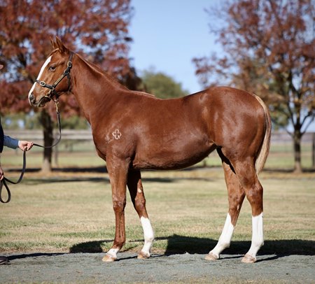 The Frankel filly consigned as Lot 64 in the Inglis Great Southern Sale