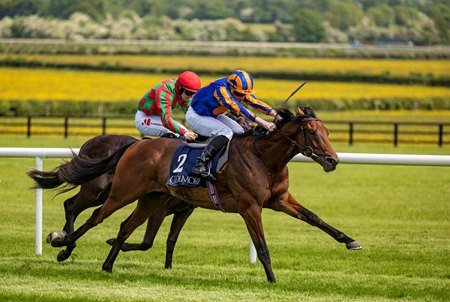 River Tiber Seeks to Give O'Brien Tenth Coventry Stakes - BloodHorse