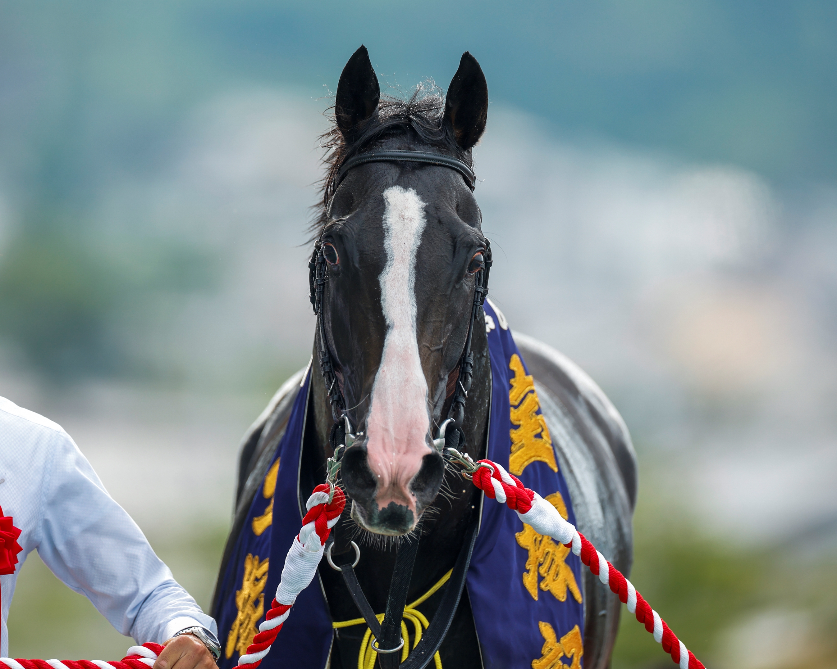 Equinox (JPN) - Horse Profile - BloodHorse
