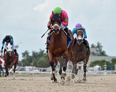 Empress Ellie - Horse Profile - BloodHorse