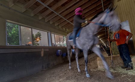 A horse walks in a barn after training was canceled June 8 due to poor air quality around Belmont Park