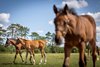 Mares and foals relaxing in the mid-afternoon sun at the Irish National Stud.
Photo: Patrick McCann/Racing Post
22.06.2023