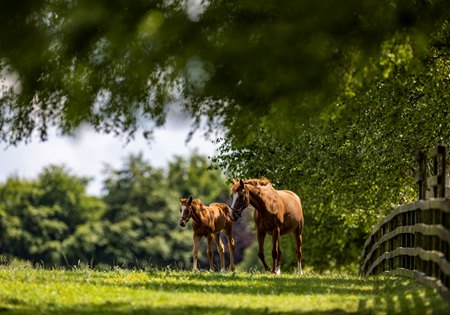 Mares and foals at Irish National Stud in 2023