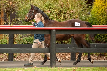 The 2023 New Zealand Bloodstock National Weanling Sale