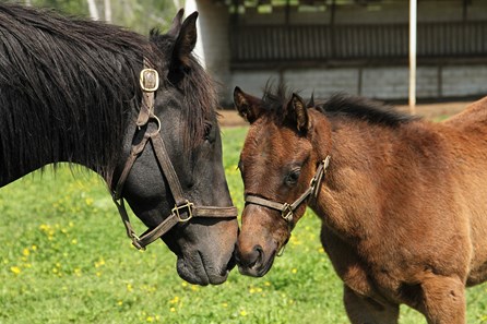 Valiant Force - Horse Profile - BloodHorse