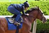 National Treasure - 5f in 59.55 - BEL - 060523