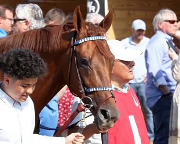 Rattle N Roll enters Jockey Club Gold Cup in peak form; McKulick faces  three in Flower Bowl - Brisnet