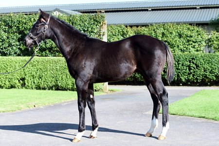 The Proisir colt consigned as Lot 33 to the New Zealand Bloodstock National Weanling and Broodmare Sale
