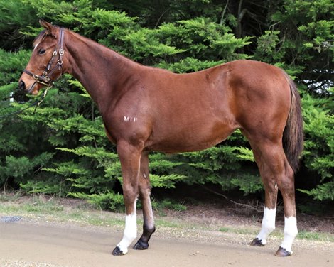 Frankel Filly Tops Day 2 Weanlings at Inglis
