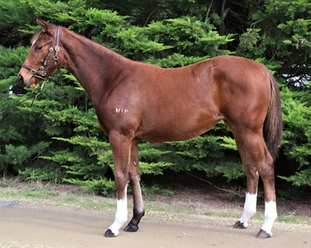 The Frankel filly consigned as Lot 318 that sold for AU$475,000 at the Inglis Great Southern Sale