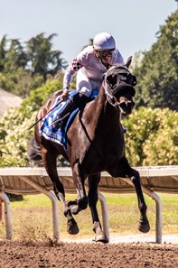 Dreamfyre wins the Everett Nevin Stakes at Pleasanton 