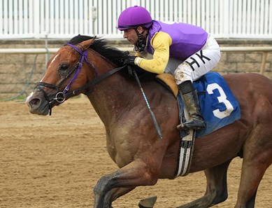 Super Accelerate - Horse Profile - BloodHorse