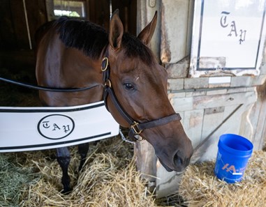 Nest - Horse Profile - BloodHorse