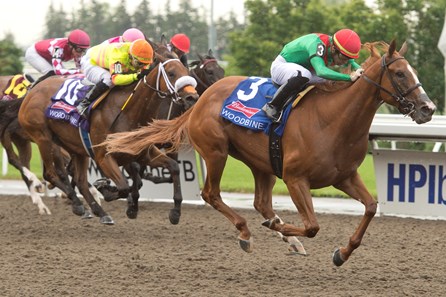 Elysian Field - Horse Profile - BloodHorse