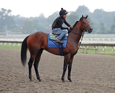 Arabian Knight - Horse Profile - BloodHorse