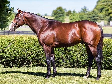 Complexity at Airdrie Stud in 2021