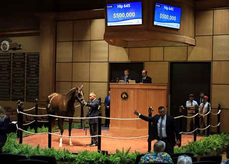 Cryoto Mo in the ring at the F-T July  Selected Horses of Racing Age Sale