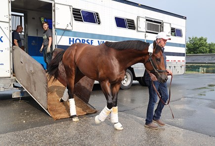 Arabian Knight - Horse Profile - BloodHorse