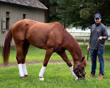 Mage - Horse Profile - BloodHorse