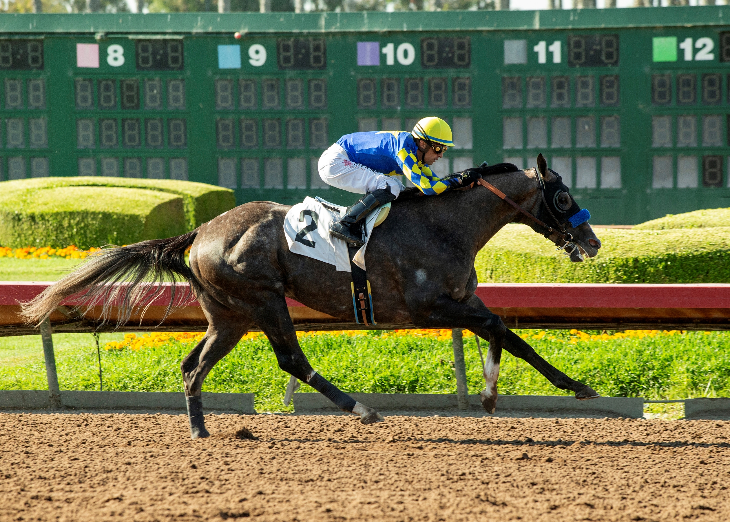 Reincarnate - Horse Profile - BloodHorse