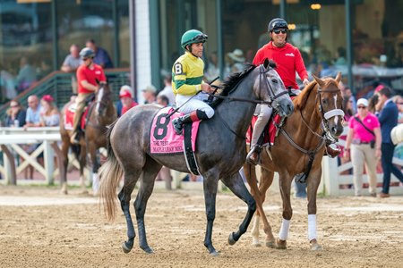 Maple Leaf Mel in the post parade of the Aug. 5 Test Stakes at Saratoga Race Course