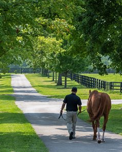 Curlin at Hill 'n' Dale