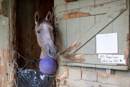 Mel's Baby Sister at Saratoga