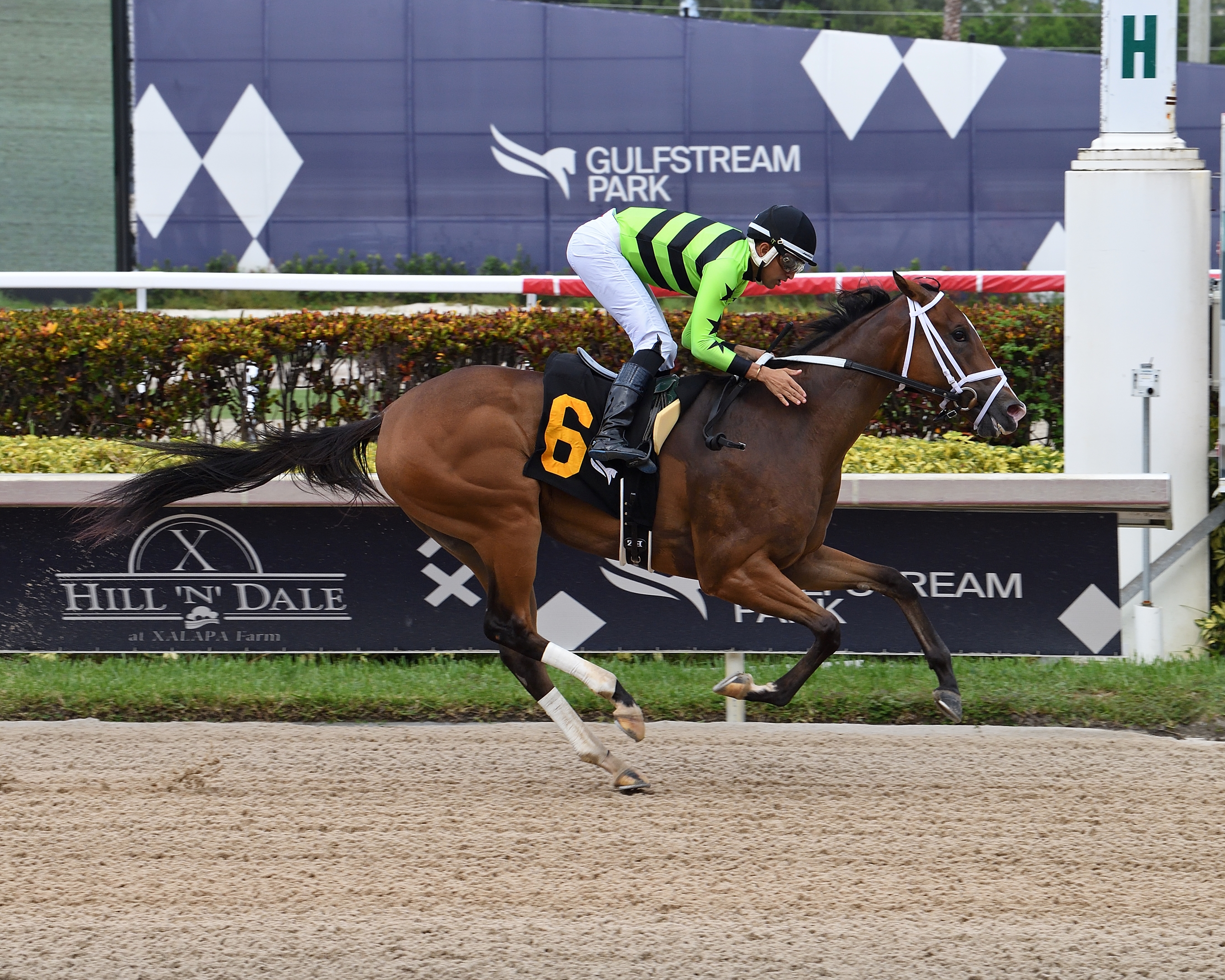 Let Them Watch First Stakes Winner for Maximus Mischief - BloodHorse