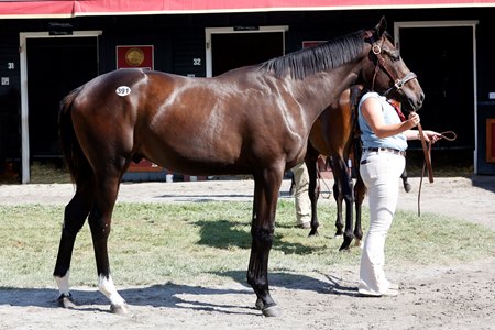 The Game Winner colt offered as Hip 391 at the Fasig-Tipton New York Bred Yearlings Sale