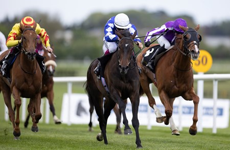 Caroline Street - Horse Profile - Bloodhorse