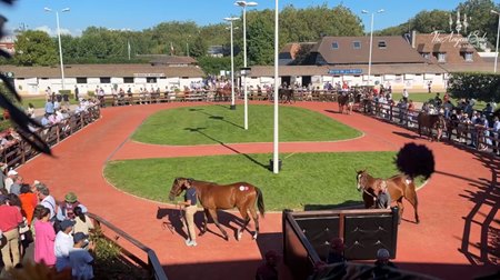 The Arqana sale grounds