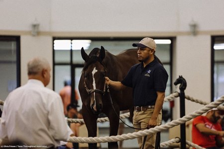 The Practical Joke colt consigned as Hip 122 in the ring at the Texas Summer Yearling Sale