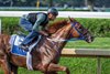 Rattle N Roll with jockey Brien Hernandez aboard puts in a work in preparation for the Jockey Club Gold Cup which will be run the last Saturday of the meeting at the Saratoga Race Course Sunday, Aug. 20, 2023 in Saratoga Springs, N.Y. Photo  by Skip Dickstein