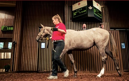 A yearling in the ring at the Woodbine Sales Pavilion