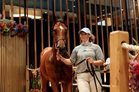 A yearling in the ring at the 2023 Arqana August Sale