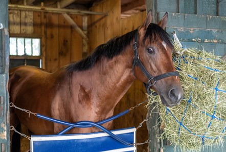 National Treasure - Horse Profile - BloodHorse