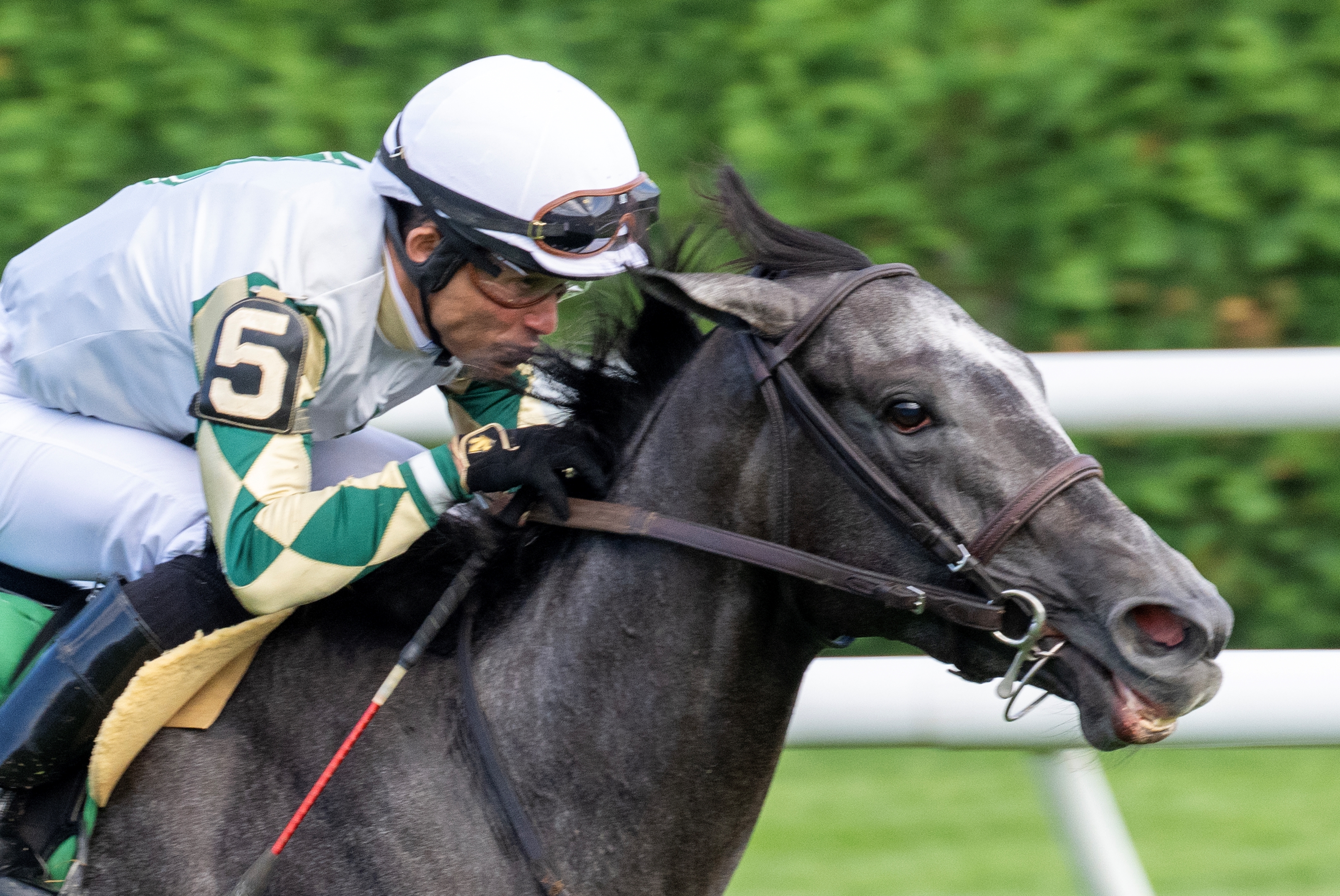 Silver Skillet - Horse Profile - BloodHorse