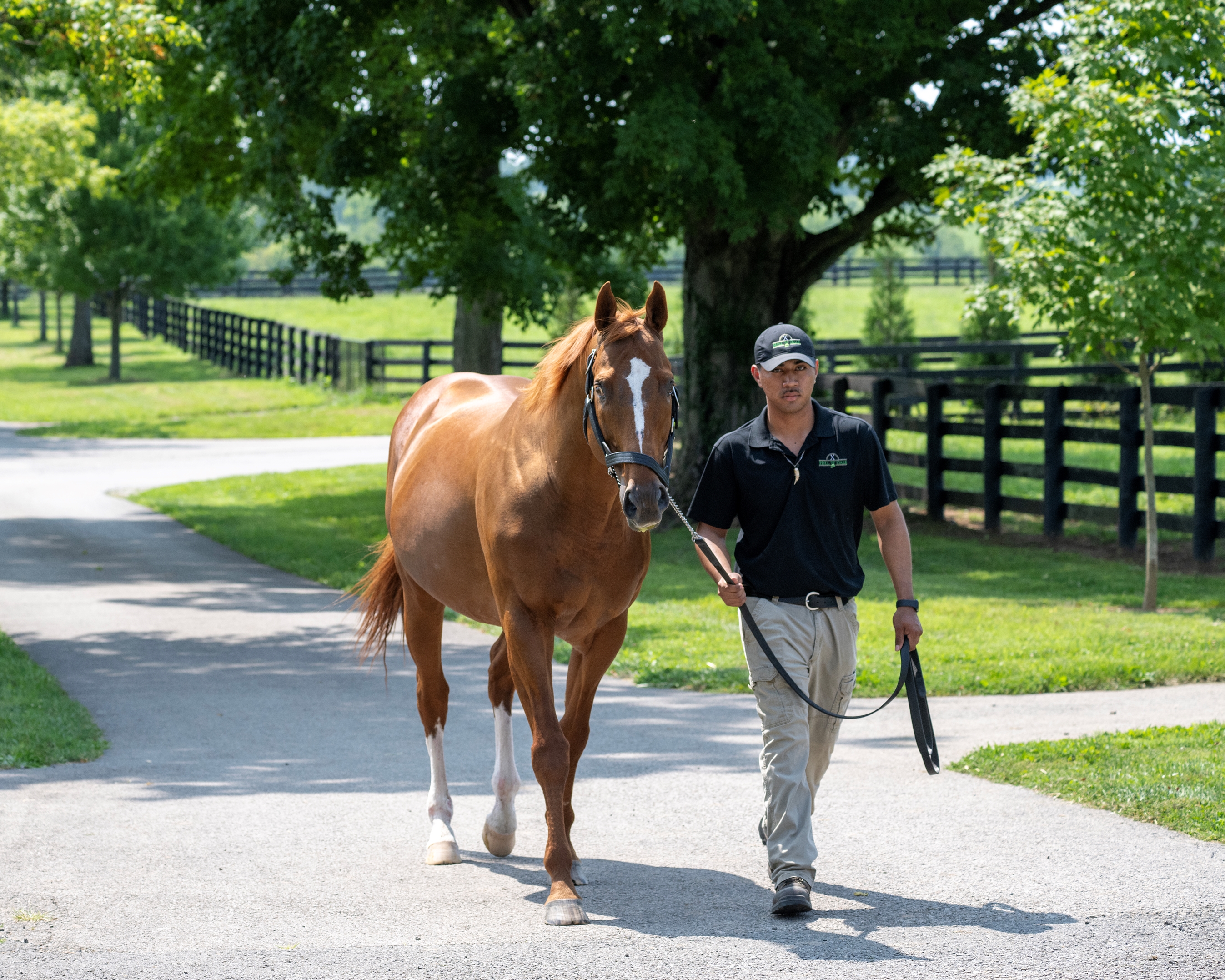 Curlin S 2024 Fee Rises To 250 000 BloodHorse   9daa89aa20d44d0ca087ed3af88eb70f 