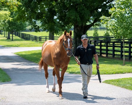 Curlin at Hill 'n' Dale