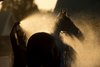 August 11, 2023
Woodbine Racetrack
Groom Mike Moore from Catherine Day Phillips barn at Woodbine, sprays down his Thoroughbred early in the morning