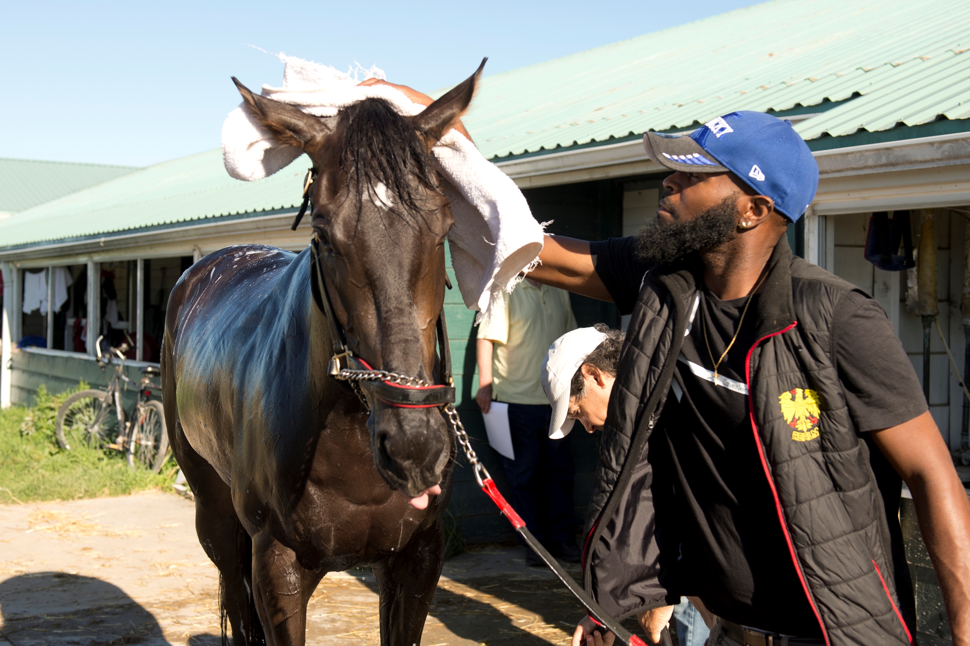 Silent Miracle - Horse Profile - BloodHorse