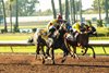 #4 YUKI (CHI) (Hector I. Berrios)
$125,000 Dark Mirage Stakes
Owner: Haras Lizzie, Inc.
Trainer: Amador M. Sanchez
Saturday, September 23, 2023
Los Alamitos Race Course
Cypress CA.
&#169; BENOIT PHOTO